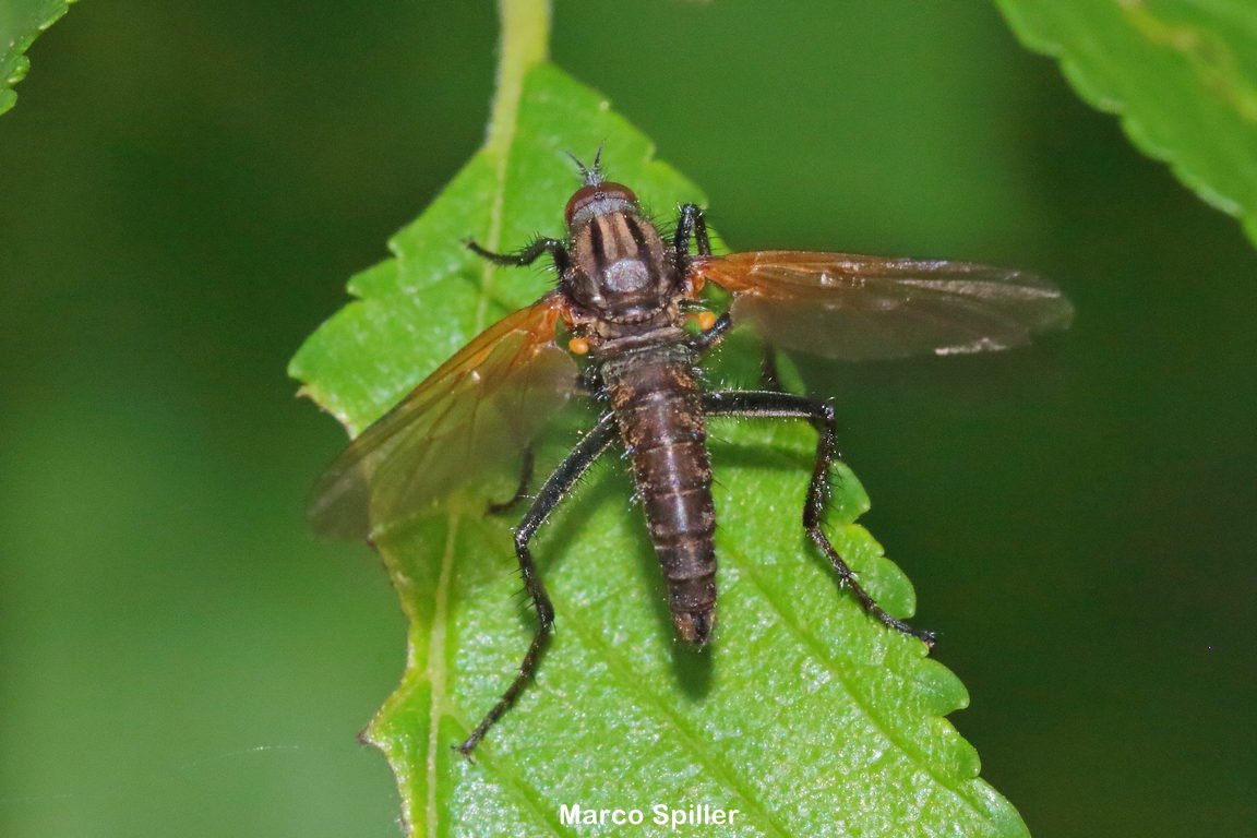 Empis tessellata
